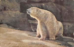 Polar Bear New York Zoological Park Bear Unused 