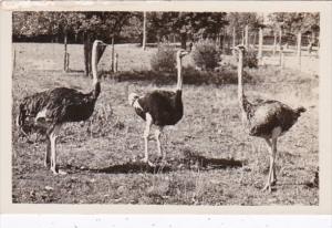 New York Catskill Ostrich At The Catskill Game Farm Real Photo