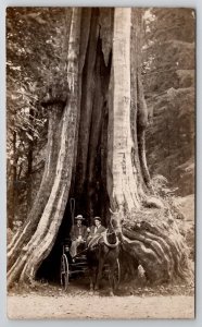 Two Dapper Men Big Tree Stanley Park Vancouver BC RPPC Real Photo Postcard T23