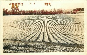 Farm Agriculture Hawaii 1940s Pineapple Fields #609 RPPC Photo Postcard 21-3947