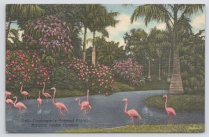 Animal~Birds~Pink Flamingos In Shallow Lake~Jungle Gardens~Sarasota FL~Linen PC