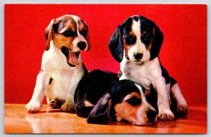 Beagle Pups Three Cute Puppies Black And White Fur Postcard
