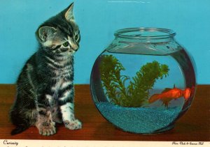 Cat Looking at Goldfish