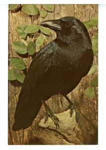 Birds - Common Crow