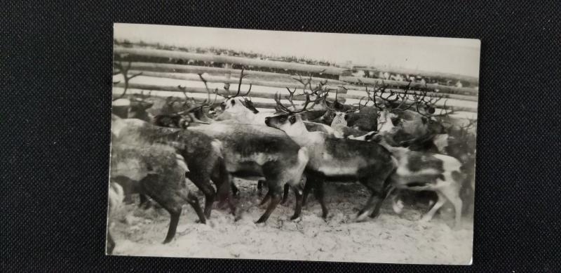 Herd of Elk by Fence Vintage RPPC Real Photo Postcard 