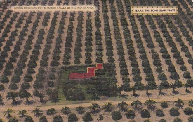 Texas Citrus Orchard In The Magic Valley Of The Rio GRande