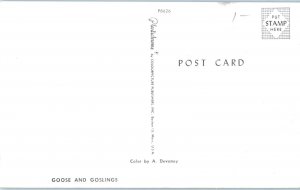 Goose and Goslings Bird Postcard