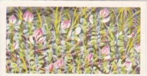 Brooke Bond Tea Trade Card Wild Flowers No 33 Rest Harrow