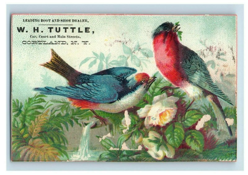 1880s W.H. Tuttle Boots & Shoes Colorful Wild Birds Lot Of 5 P53