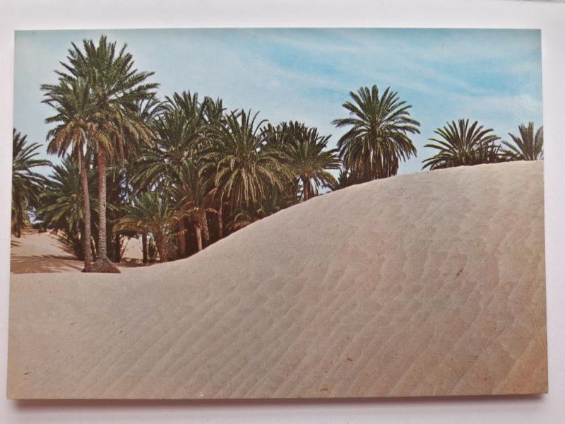 Tunisia, Africa, 1615, Douz, Sahara, Vintage Postcard