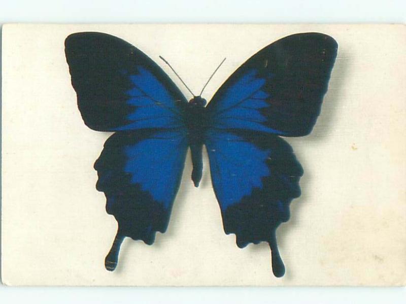 foreign 1950's Postcard BUTTERFLY AT MUSEUM IN PARIS FRANCE AC3779-12