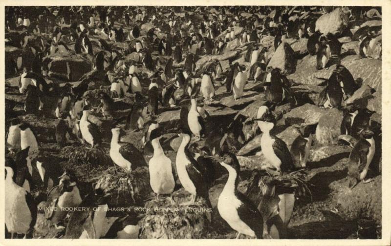 Falkland Islands, Mixed Rookery of Shags and Rock Hopper Penguins (1930s)