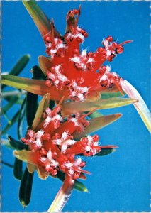 postcard Australian Flowers - New South Wales Mountain Devil