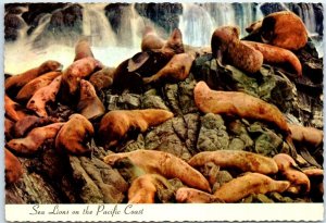 Postcard - Sea Lions on the Pacific Coast