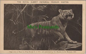 Animals Postcard - Tiger Display, Royal Albert Memorial Museum, Exeter SW8536
