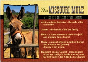 VINTAGE CONTINENTAL SIZE POSTCARD THE MISSOURI MULE JACKASS