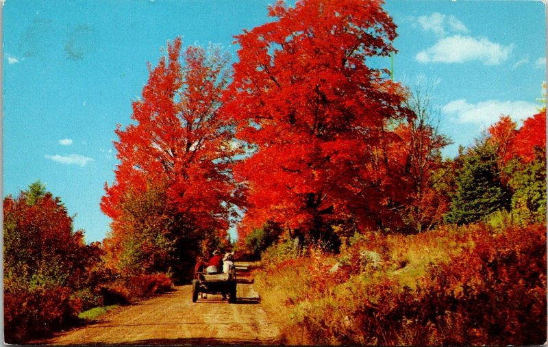 VINTAGE POSTCARD HORSE AND CART GREETINGS FROM RILEY BROOK NEW BRUNSWICK CANADA