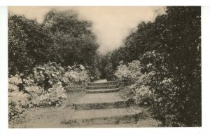 SC - Charleston. Middleton Place Gardens, Axis Walk Steps & Azaleas