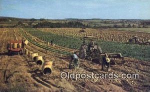 Potato Harvest Farming Unused 