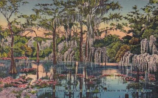 Florida Giant Cypress Tress Monarchs Of Florida's Forests In The Sunshine States