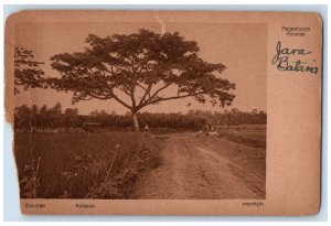 1926 View of Raintree Regenboom Kalasan Indonesia Posted Vintage Postcard