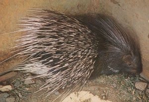 Arabic Prickly Porcupine Histrix Indica Saudi Arabia Postcard