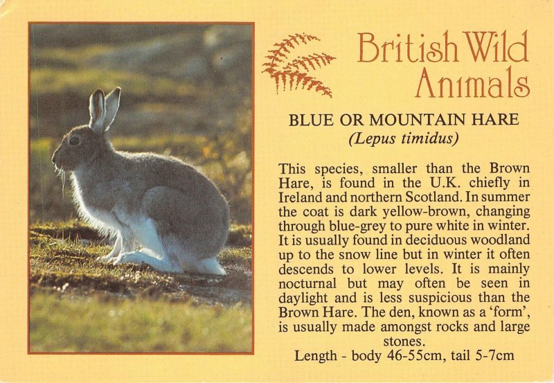 Lot148  animal uk blue or mountin hare rabbit british wild animals