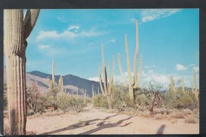 America Postcard - Cactus Against Scenic Mountain and Blue Sky, Arizona  RS19795