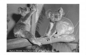 RPPC KOALA BEARS From Australia SAN DIEGO ZOO c1950s Vintage Postcard
