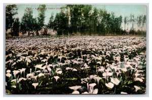 Floral Field of Calla Lilies 1910 DB Postcard P21