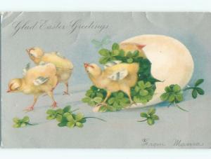 Pre-1907 easter CHICKS AND SHAMROCKS IN CRACKED EGG k1974