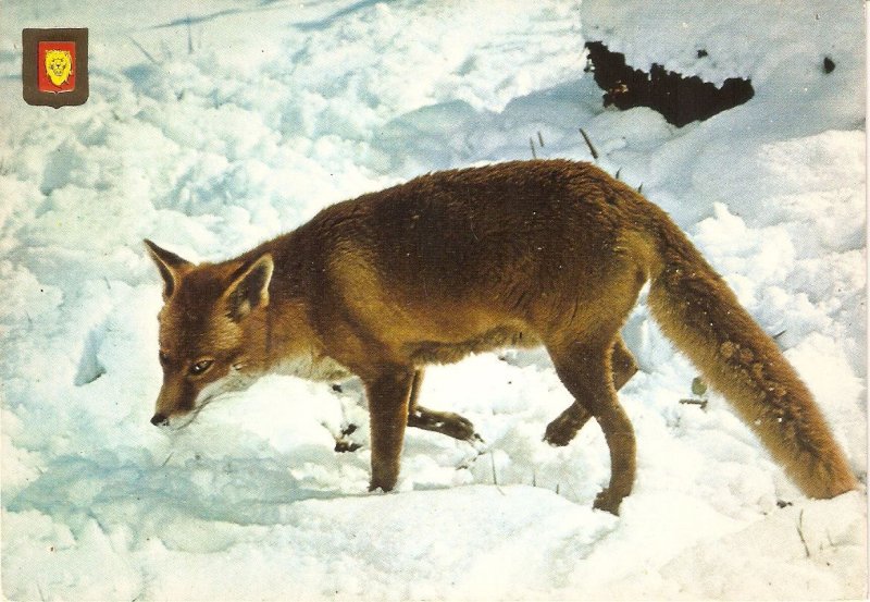 Wild Animals. The Fox Nice modern Spanish photo postcard