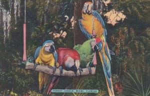 Florida Miami Colorful Macaws Parrot Jungle Red Road