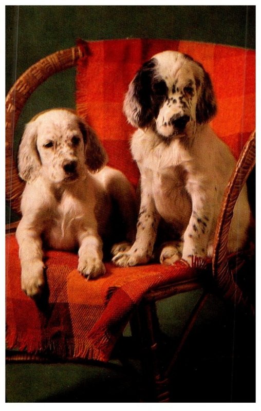 Dog  , Springer Spaniel puppies