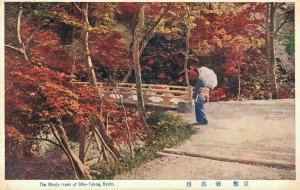 Japan The Maple trees of Shin Takao Kyoto 05.96