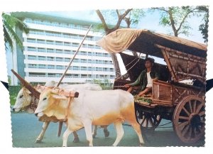 Bull Cart outside The Ambarukmo Hotel Jogjakarta Indonesia Vintage Postcard