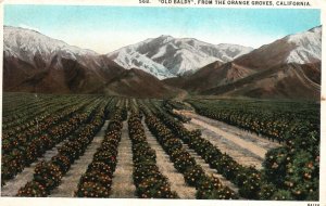 Vintage Postcard 1920's View Old Baldy From The Orange Groves LA California CA