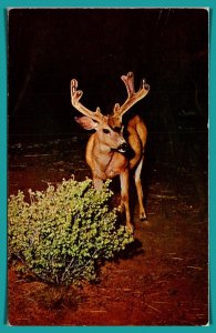 Deer - Surprise At Night - [MX-751]