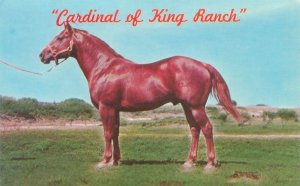 Kingsville Texas Cardinal (Race Horse) of King Ranch Chrome Postcard