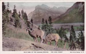 Canada Wild Game Of The Canadian Rockies Big Horn Sheep Real Photo