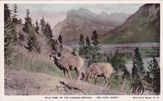 Canada Wild Game Of The Canadian Rockies Big Horn Sheep Real Photo