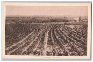 North East Pennsylvania PA Postcard Vineyard Scene Field c1910s Unposted Antique