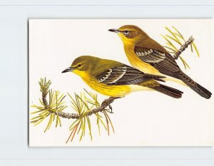 Postcard The Pine Warbler, Book of North American Birds