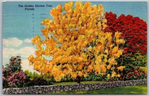 Vtg St Petersburg Florida FL The Golden Shower Tree Landscape 1950s Postcard