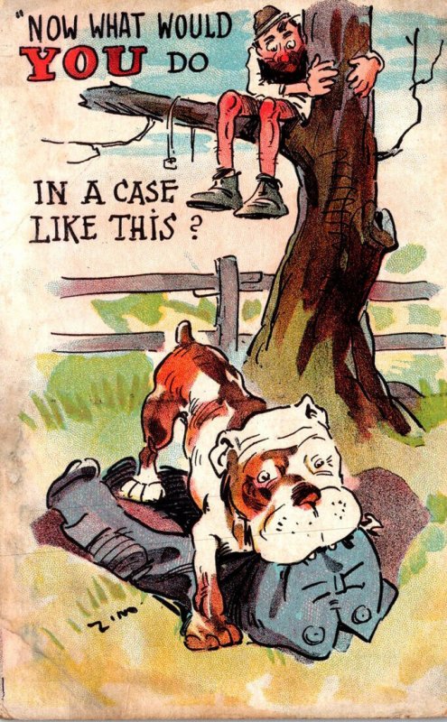 Humour Man In Tree Bulldog With His Pants 1910