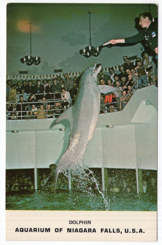 Aquarium of Niagara Falls, U.S.A., Dolphin