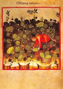 Finland, Suomi Watermelons  Watermelons