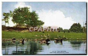 Old Postcard Elk Bathing New York Zoological Park Zoo