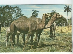 456659 Cuba National Zoo camel dromedary photo postcard