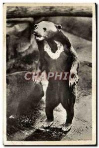 Old Postcard Ours Paris Museum of Natural & # 39Histoire Zoo, Bois de Vincenn...